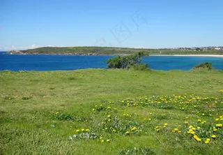 海边野花图片