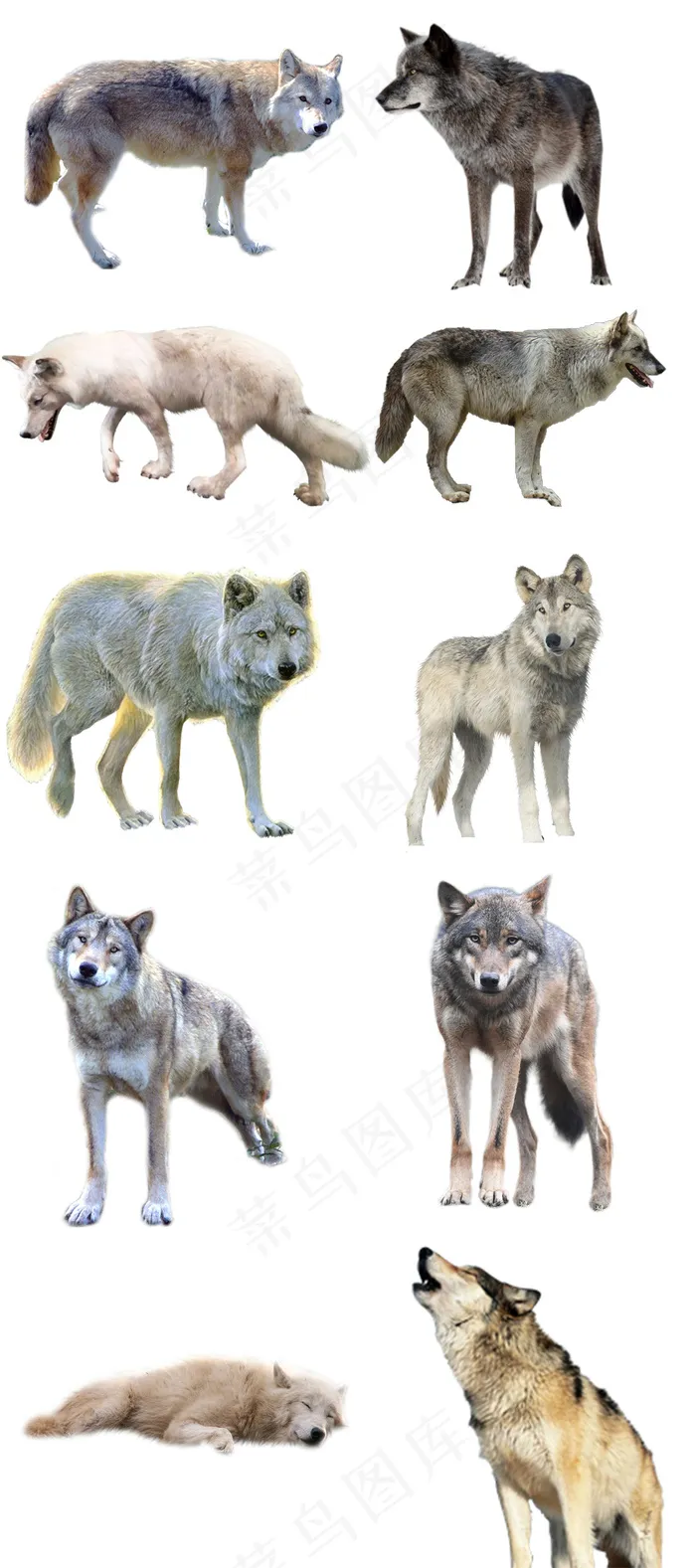 高清动物狼免抠png元素psd素材psd模版下载