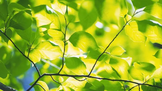 阳光枝头 阳光枝头