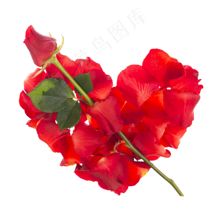 心形花瓣与玫瑰花图片