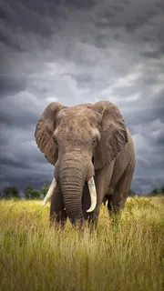 草地上的大象高清摄影图