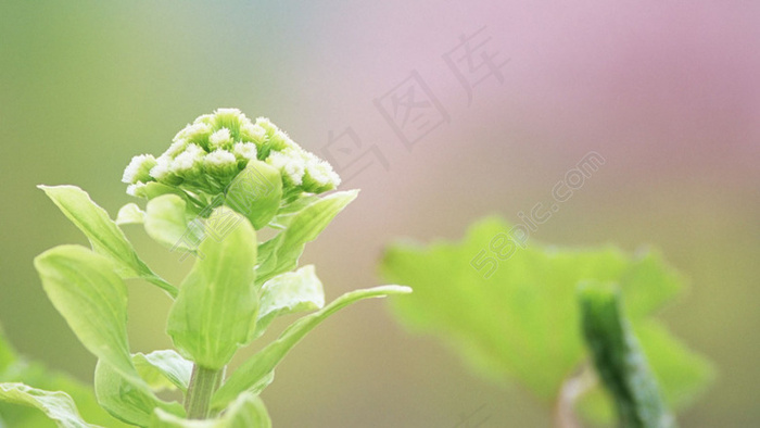 清新绿草psd模版下载