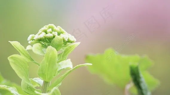 清新绿草 清新绿草