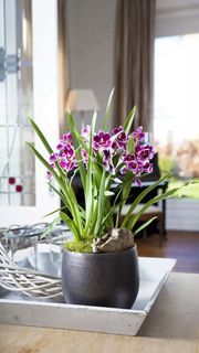 盆花高清摄影图片 盆花高清摄影图片