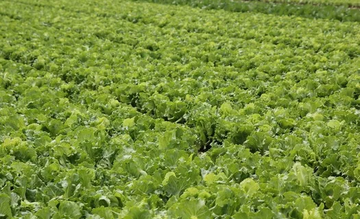 蔬菜基地图片 蔬菜基地图片