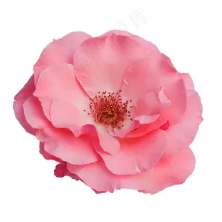 精美粉色玫瑰花素材PSD格式免扣素...