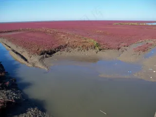 红海滩图片