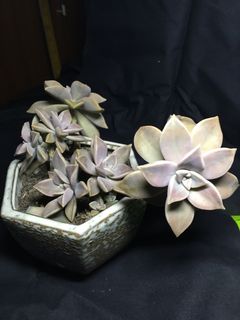 胧月 多肉胧月图片