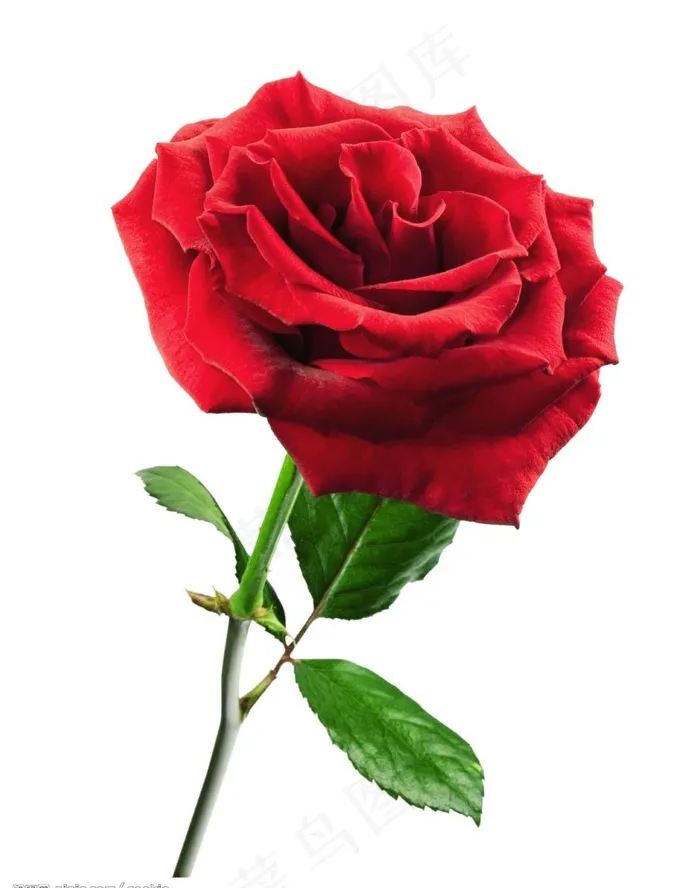 玫瑰图图片psd模版下载