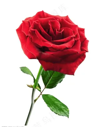 玫瑰图图片
