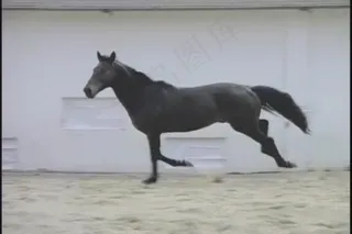 马奔跑视频素材