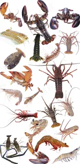 虾龙虾河蟹波龙