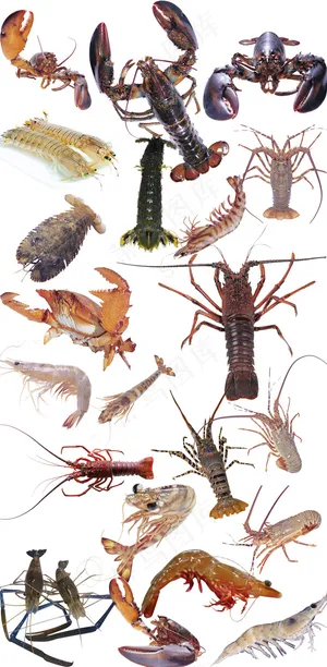 虾龙虾河蟹波龙