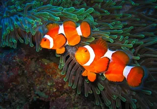 海底世界美丽可爱小丑鱼图片