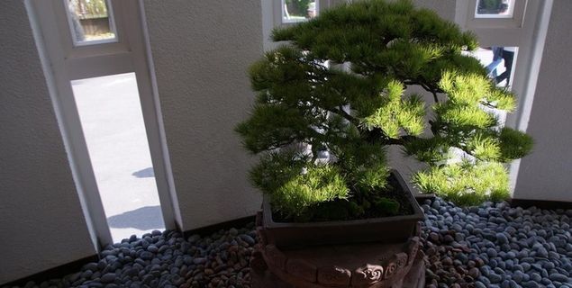 松木类盆栽图片