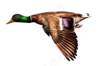 动物免抠png图片ps素材飞鸟