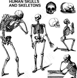 人体骨骼骷髅矢量素材