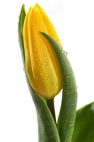 郁金香花束背景图