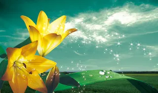 春天黄色百合花背景底纹图片psd素材下载