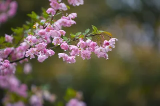 雨后的樱花花枝图片