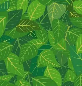 植物缤纷背景矢量图084