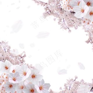 盛开的美丽樱花背景素材图片