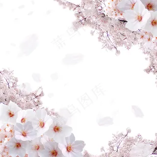 盛开的美丽樱花背景素材图片
