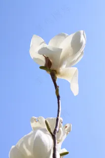 广玉兰花图片素材下载 广玉兰花图片素材下载