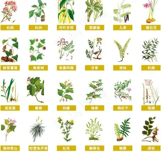 中药 百草 本草纲木图片