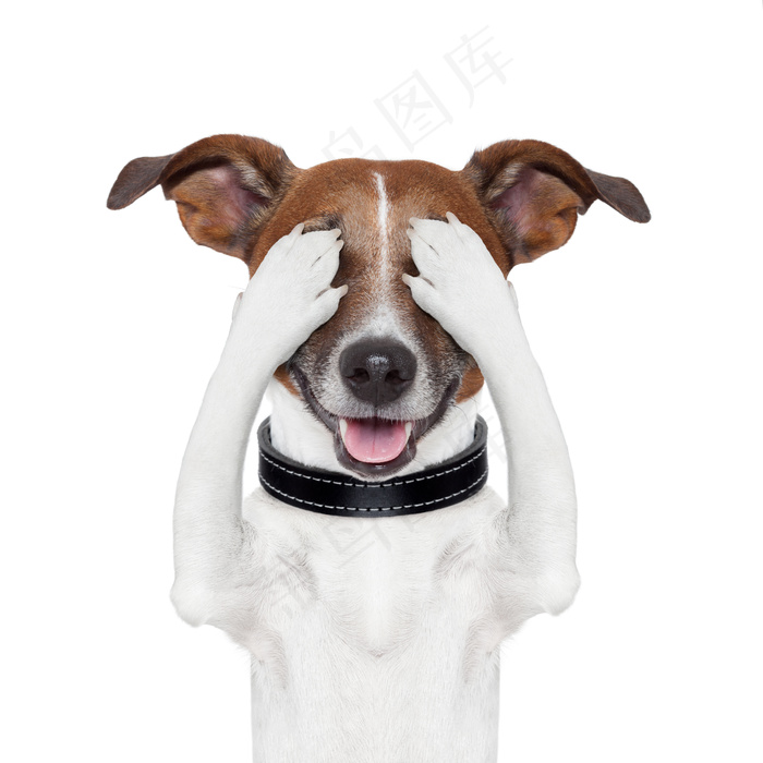 捂住眼镜的小狗图片