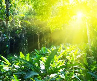 阳光照耀的树林 阳光照耀的树林