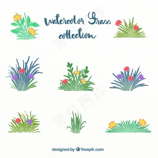 水彩花卉草品种