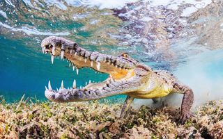 欧式现代海底世界鳄鱼3D背景墙