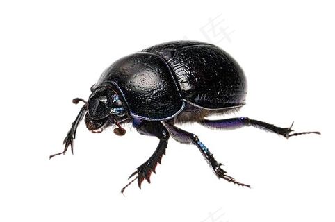 屎壳郎免抠素材PSD分层