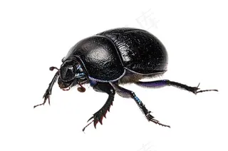 屎壳郎免抠素材PSD分层