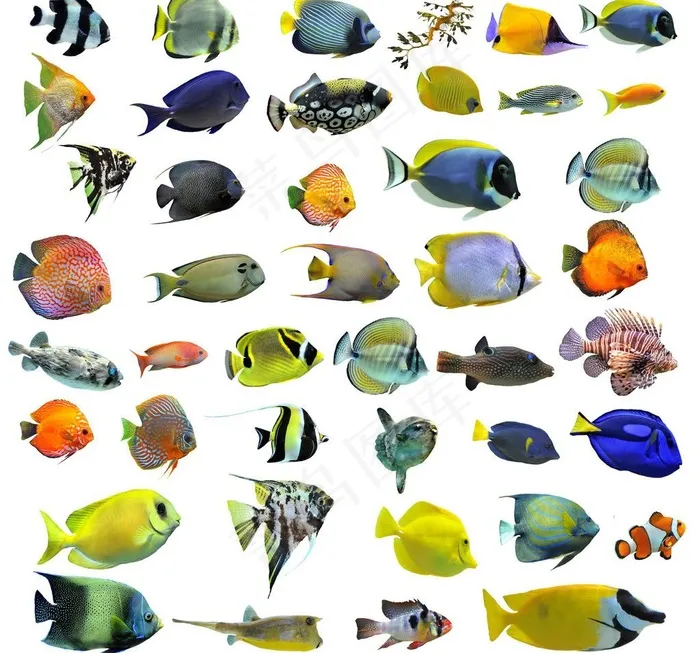 海洋生物图片