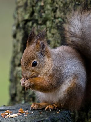 吃食的可爱小动物图片