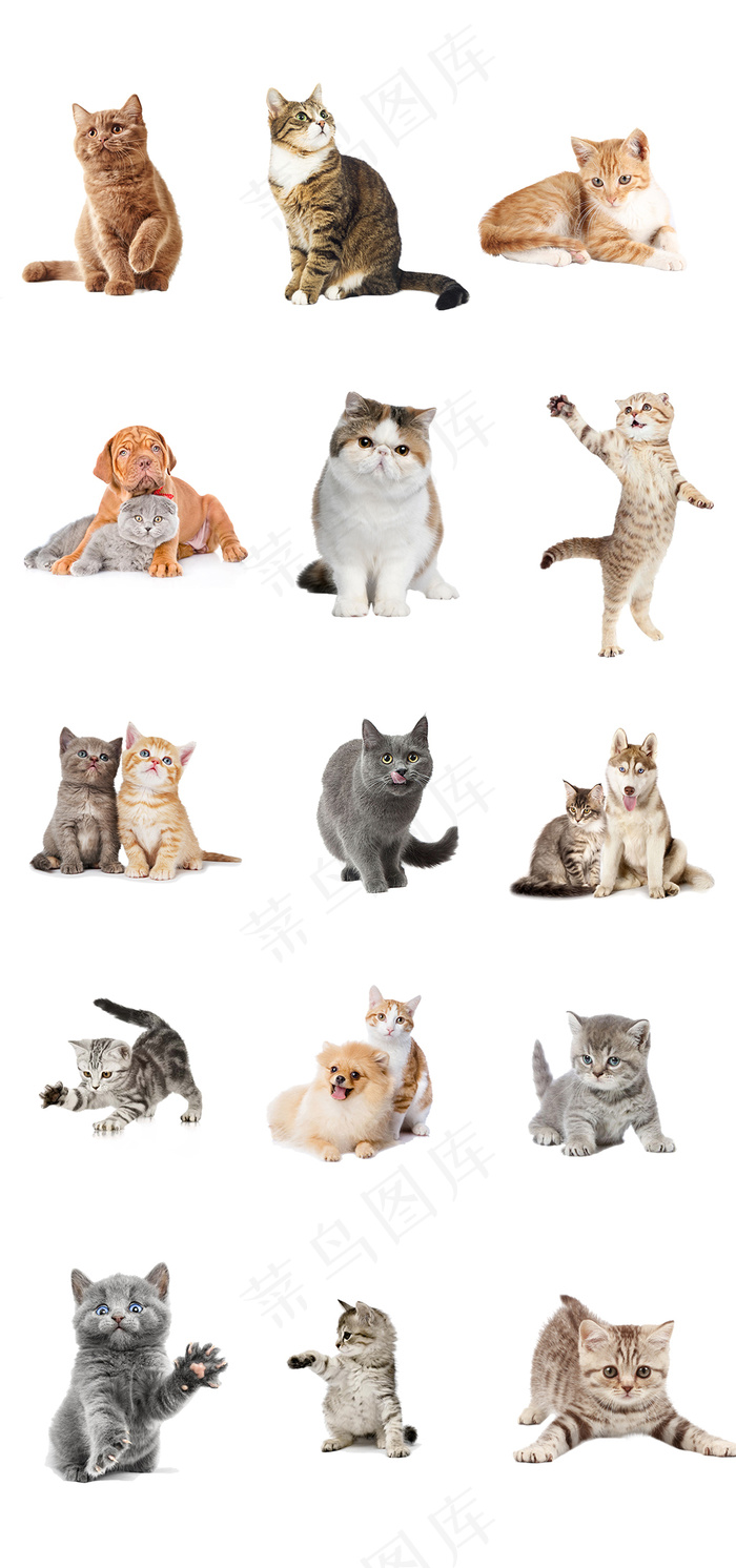 可爱的猫咪设计矢量元素