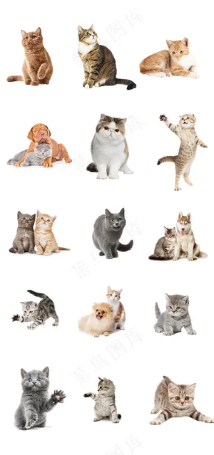 可爱的猫咪设计矢量元素