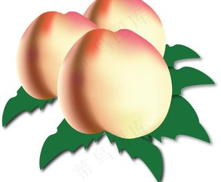 矢量桃子 水果 桃子图片