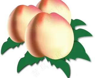 矢量桃子 水果 桃子图片