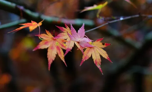 福寿山农场图片