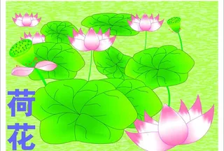 荷花图片