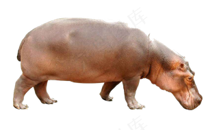 可爱呆萌河马野生动物园图片素材