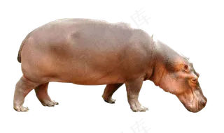 可爱呆萌河马野生动物园图片素材