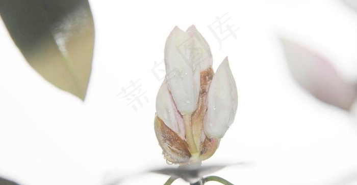 一枝独秀图片