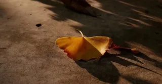 高清银杏落叶图