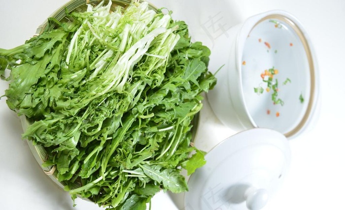 苦菊图片