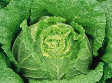 大白菜图片