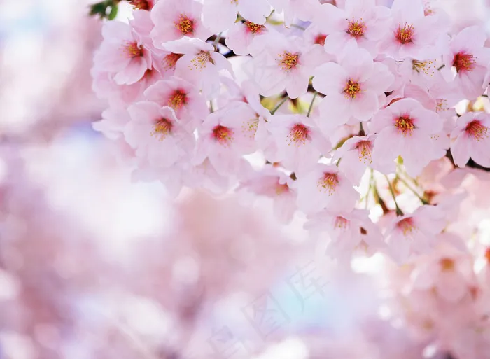 梦幻樱花背景图片